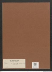 Nitzschia palea (= minuta) (Kuetz.) W. Sm. (de-Toni-Nr.: Genus 47, Species 2127) Zeichnungen Sammlung Grunow Mappe 02254 (Herbarium_W_Grunow_drawings_Folder_02254)